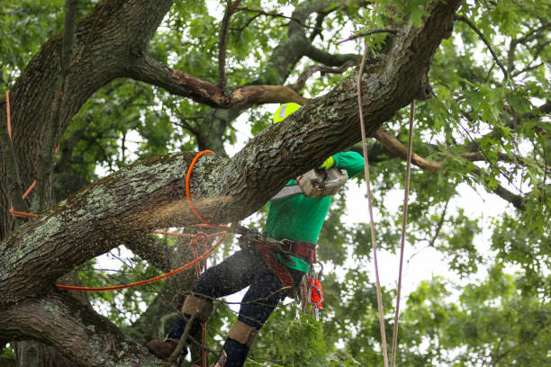 Leaf Removal in Casa Blanca, AZ