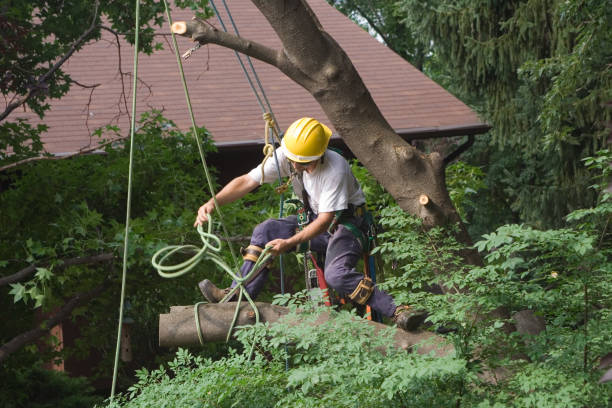 Best Tree and Shrub Care  in Casa Blanca, AZ