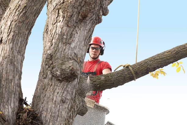  Casa Blanca, AZ Tree Removal Services Pros